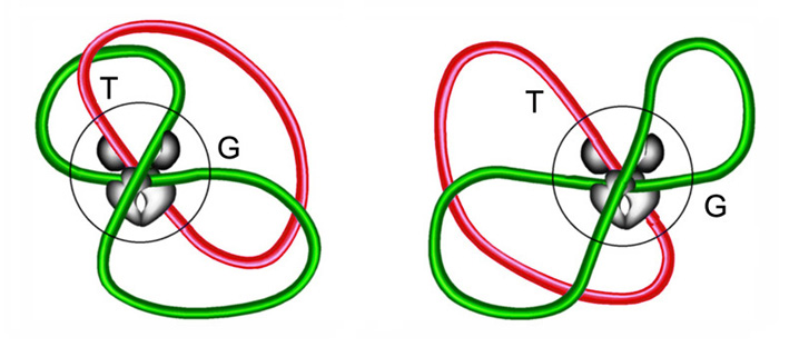 3 segment interaction